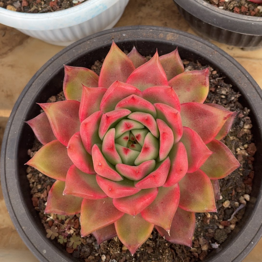 超级弗兰克冠幅12 公分一物一拍