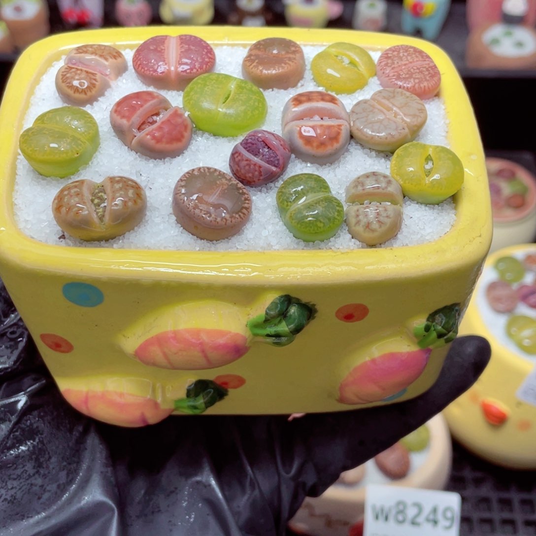 w8251 带盆土发货-零下地区拍保温箱