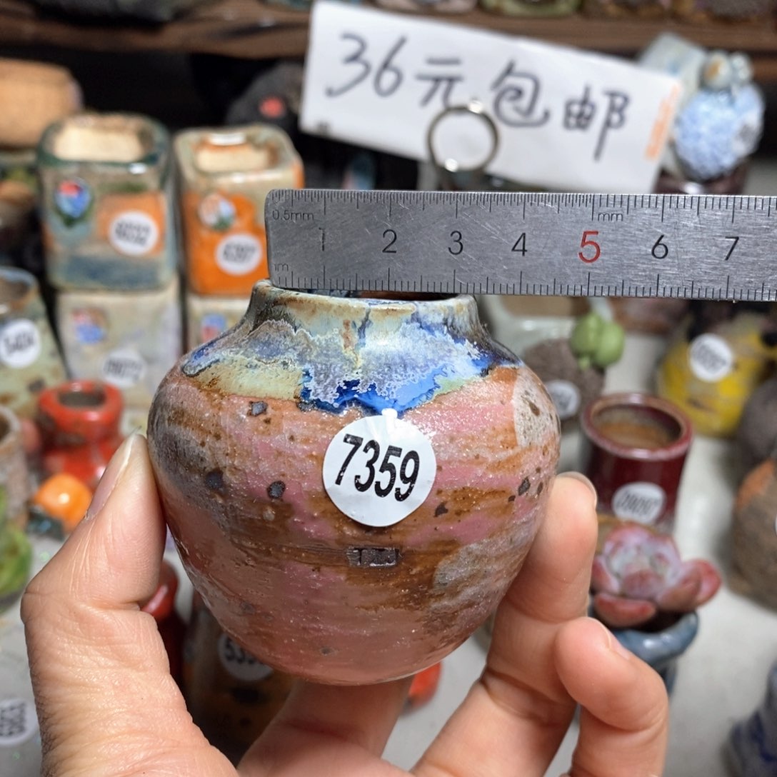 花盆拍5送一个小礼物