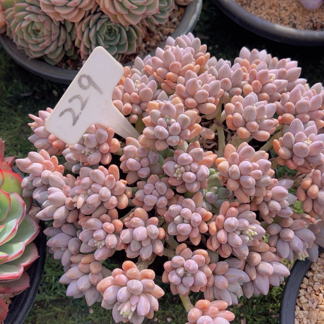 香玉的故事是一个人的故事