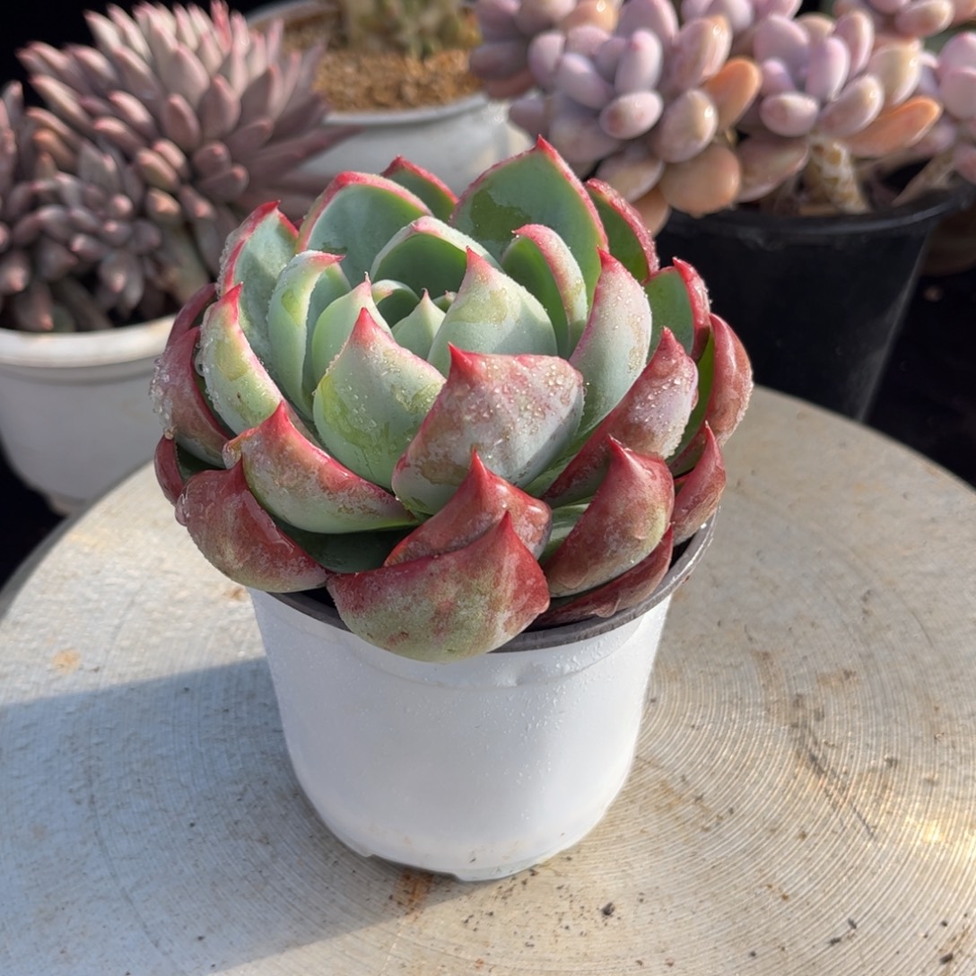 好姑娘多肉园艺，惊鸿