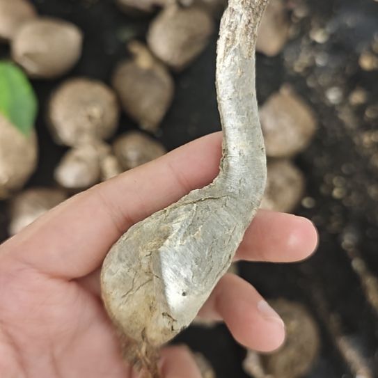 加***知一物一拍，老家象鼻大戟！