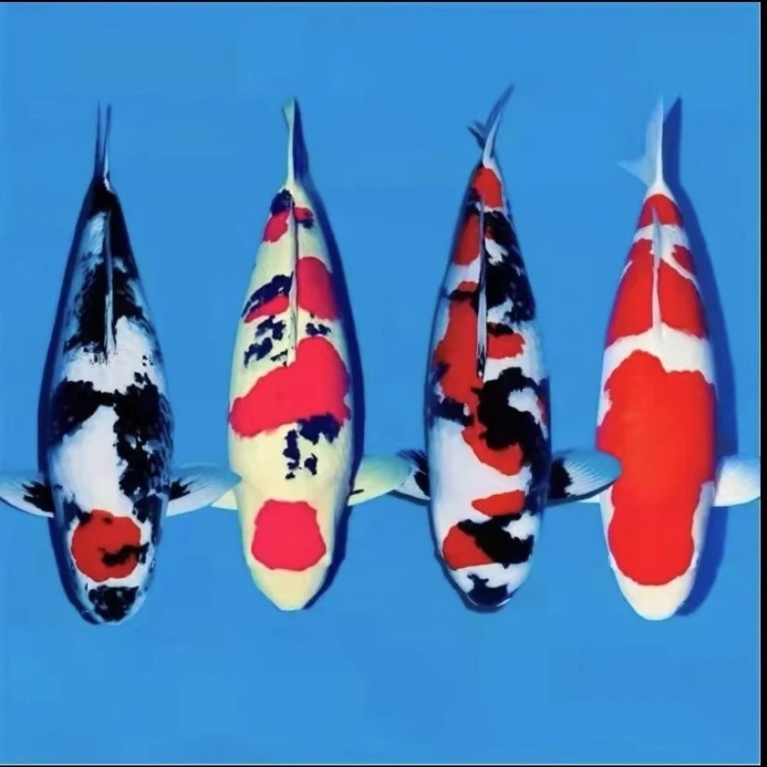 【今年新鱼】血统锦鲤德系介子红白纯三色15条观赏鱼活体冷水鱼包邮