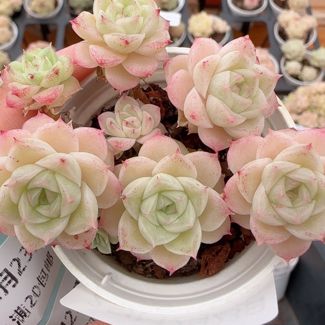 花语多肉1223-258散