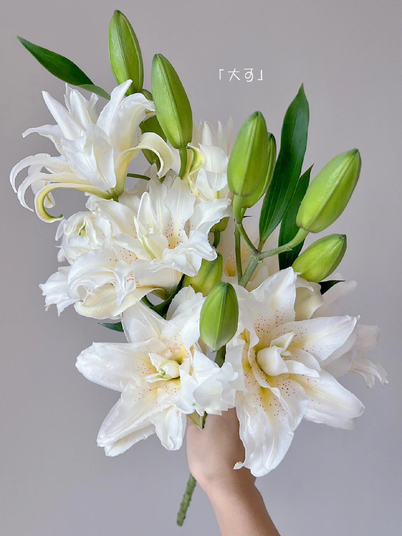 白拉菲重瓣香水百合（两单顺丰）