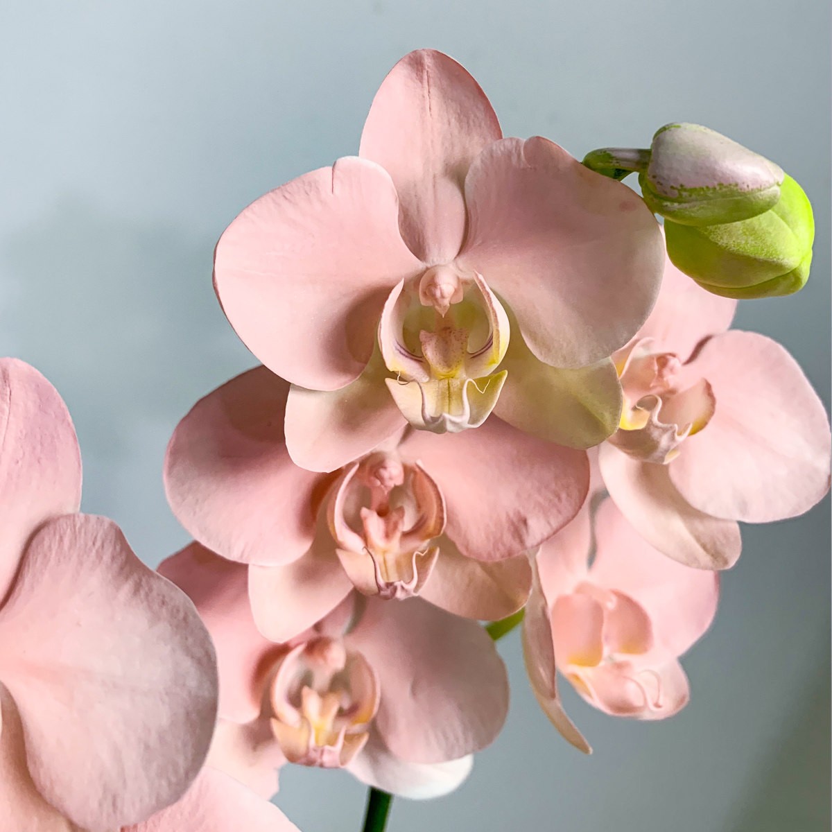 【火烈鸟】欧洲鲜花蝴蝶 创意喷染轻粉色系 家居摆放高端花卉A