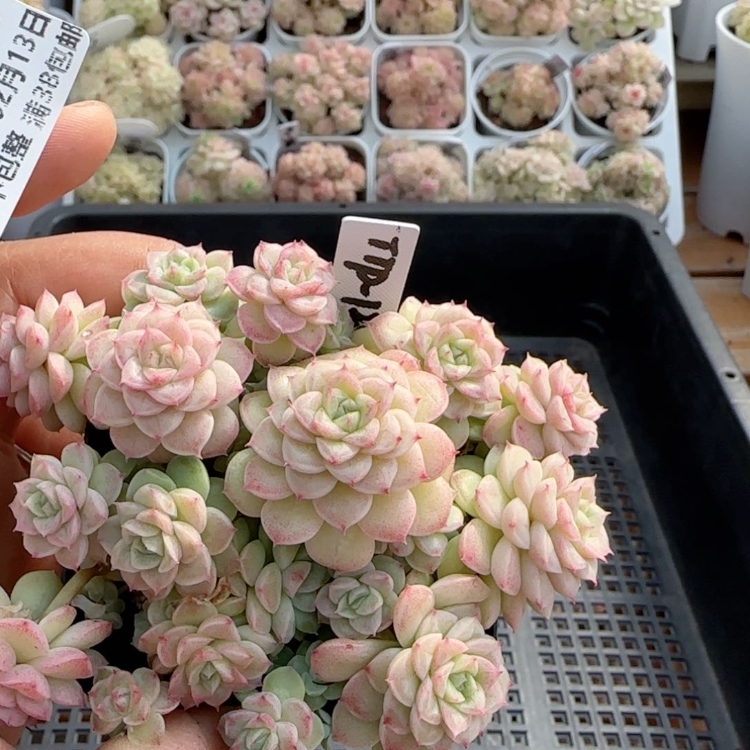 【闪购商品】0213-73（ttp-12-1）散