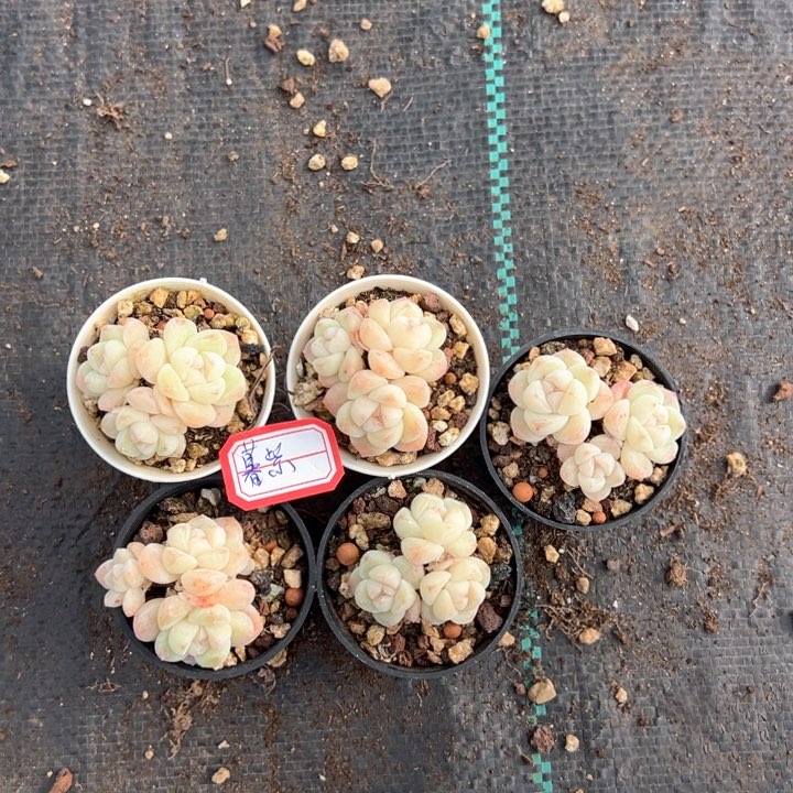 幕紫一物一拍专拍的