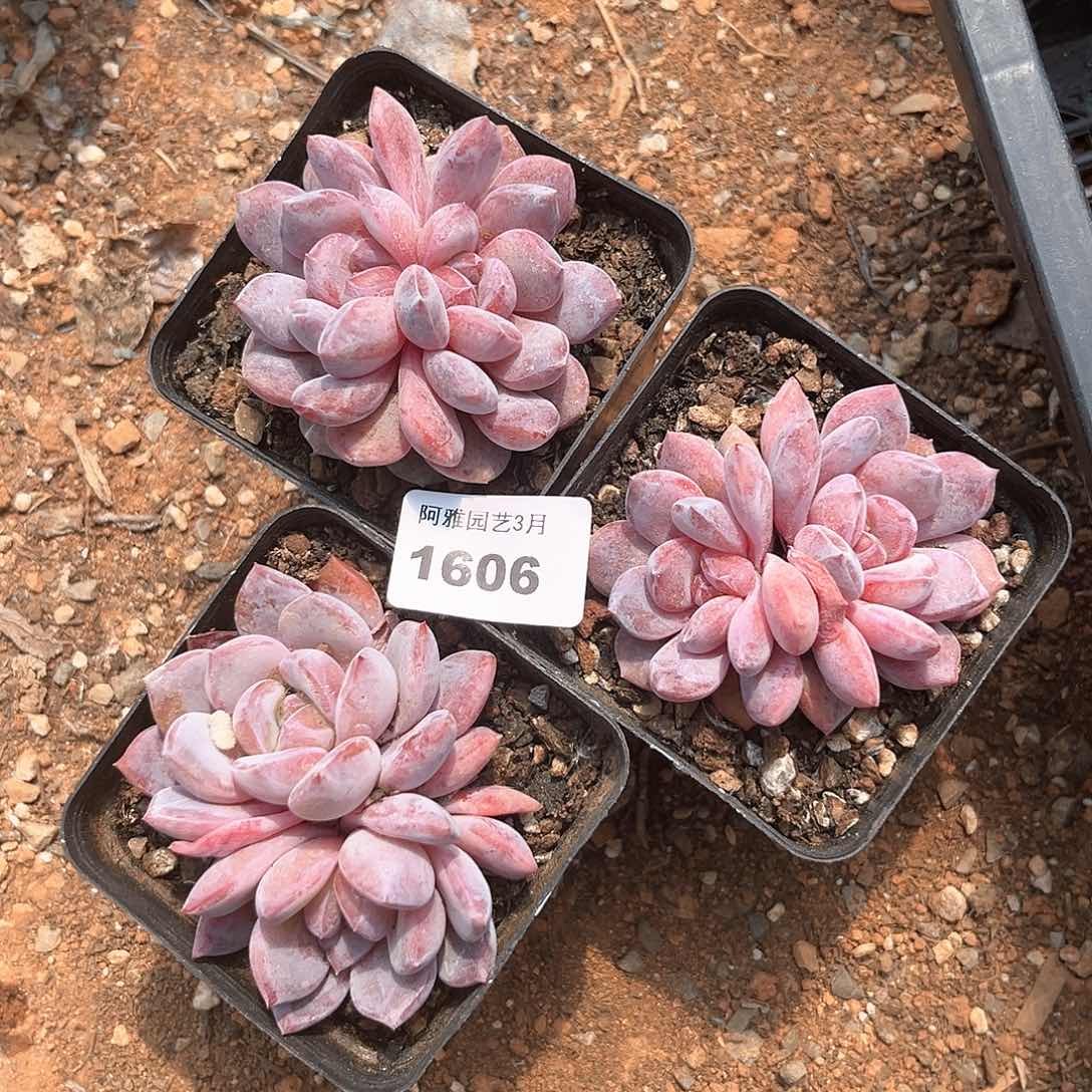 阿雅园艺。   1606