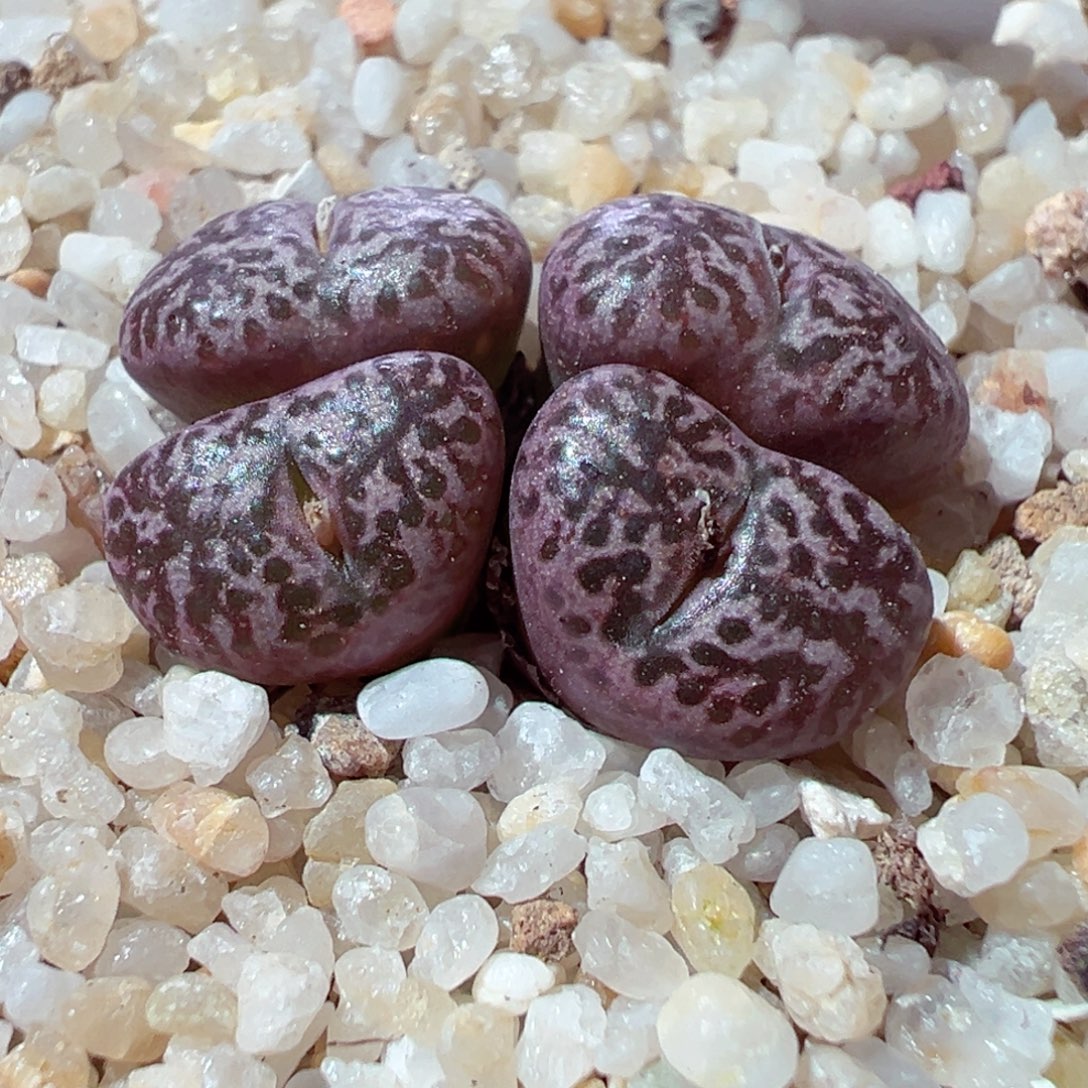 1205-698多肉多肉豹纹鸟