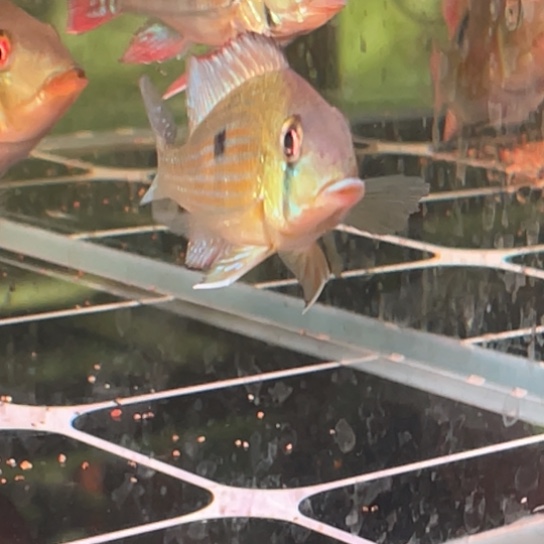 好***话慈鲷鱼7-8泪眼，5-6泪眼一样一只