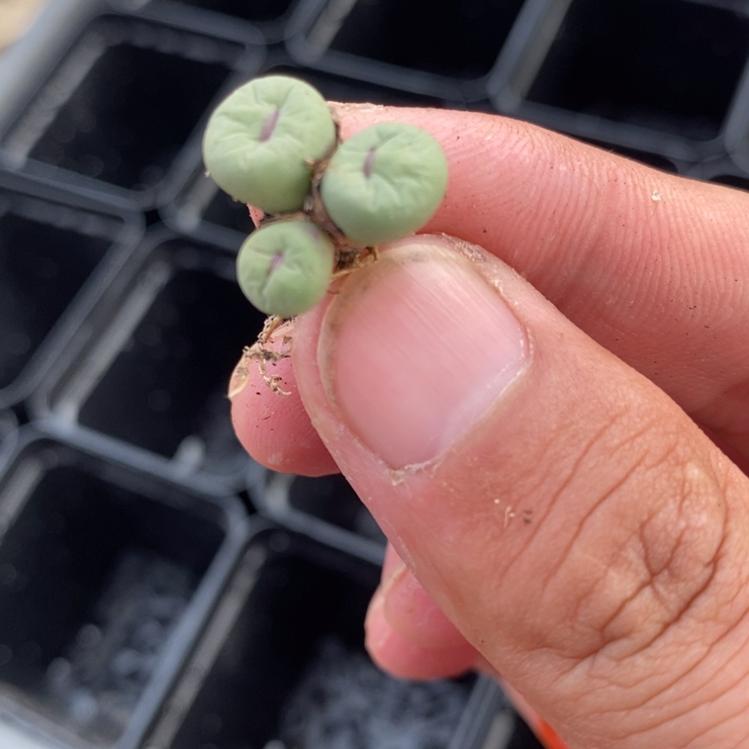 1474红嘴一群一群