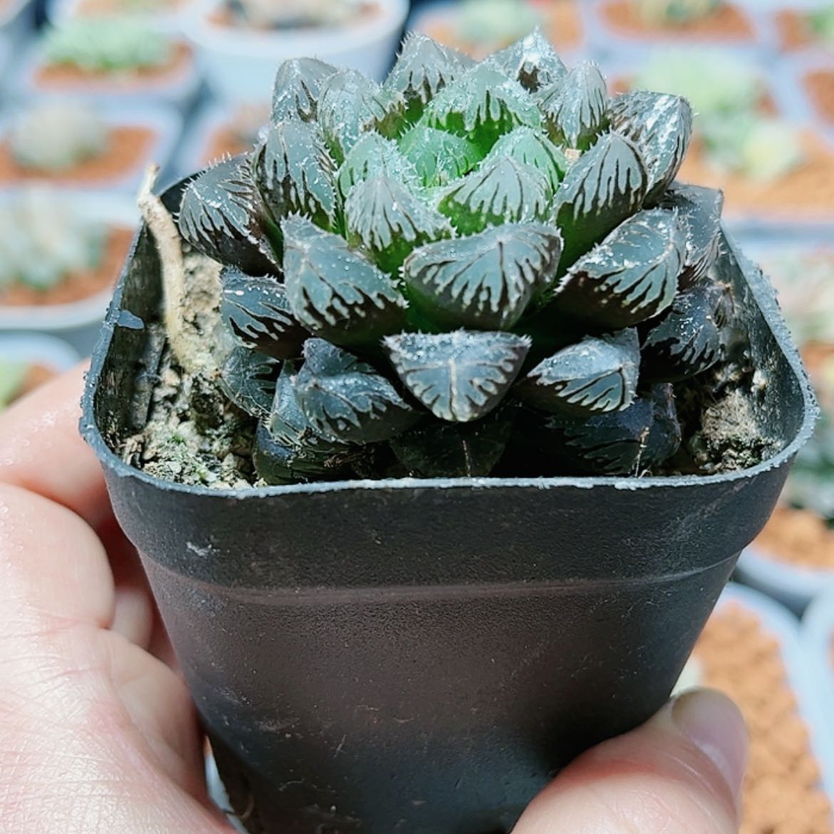 【闪购商品】红岩玉露