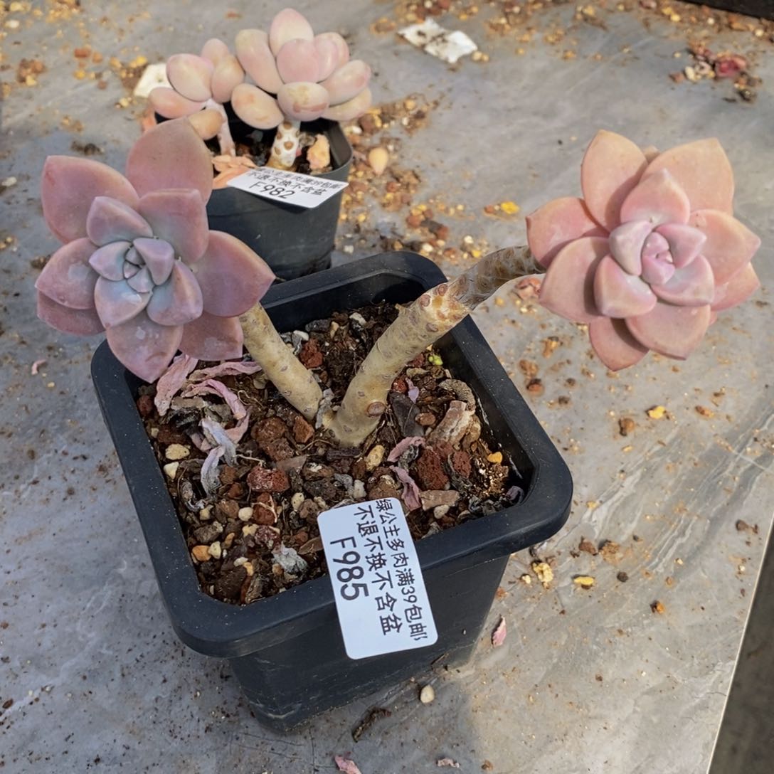 桃霜985/10cm多肉