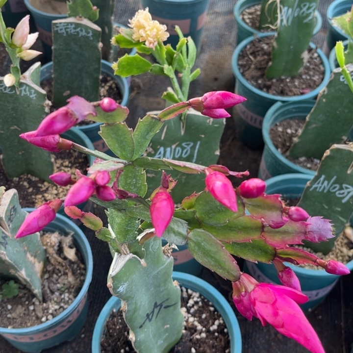 泡****66号砍皮纳斯紫色