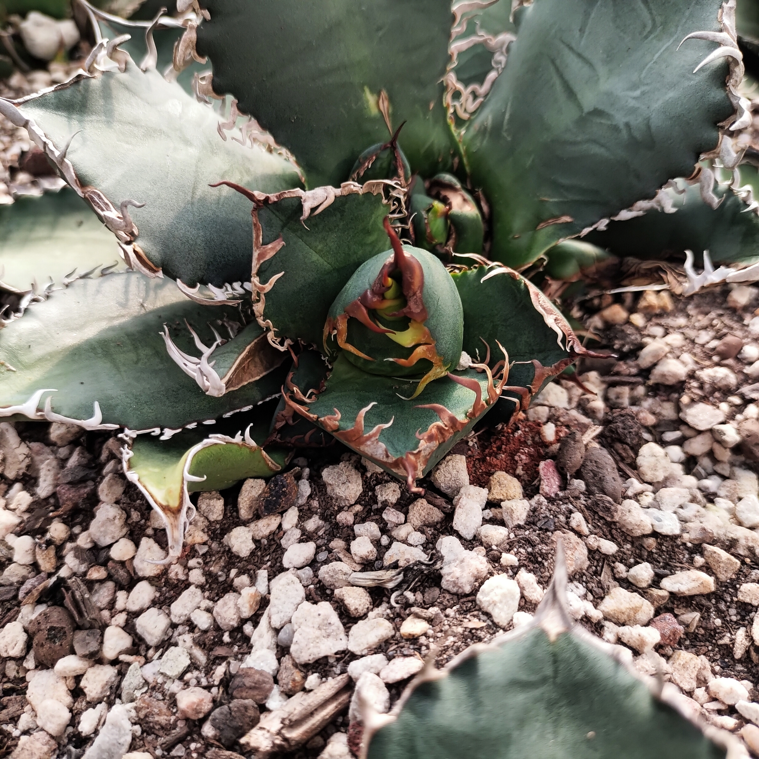 哥斯拉仁王冠龙舌兰大顶芽稀有5cm 沙生植物多肉植物