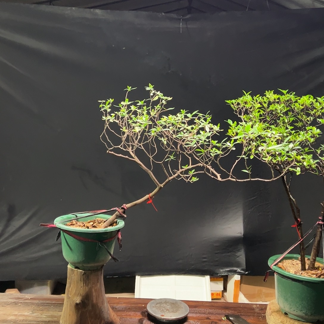 无花朵海岛栀子花花期2-3季