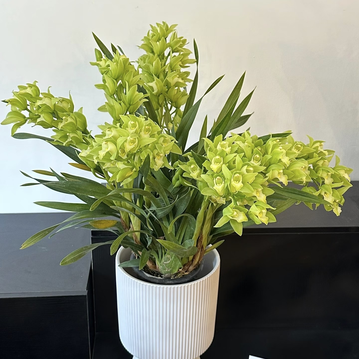 【香兰绿精灵】大花蕙兰年宵花卉兰花盆栽好养易活客厅四季观叶植物