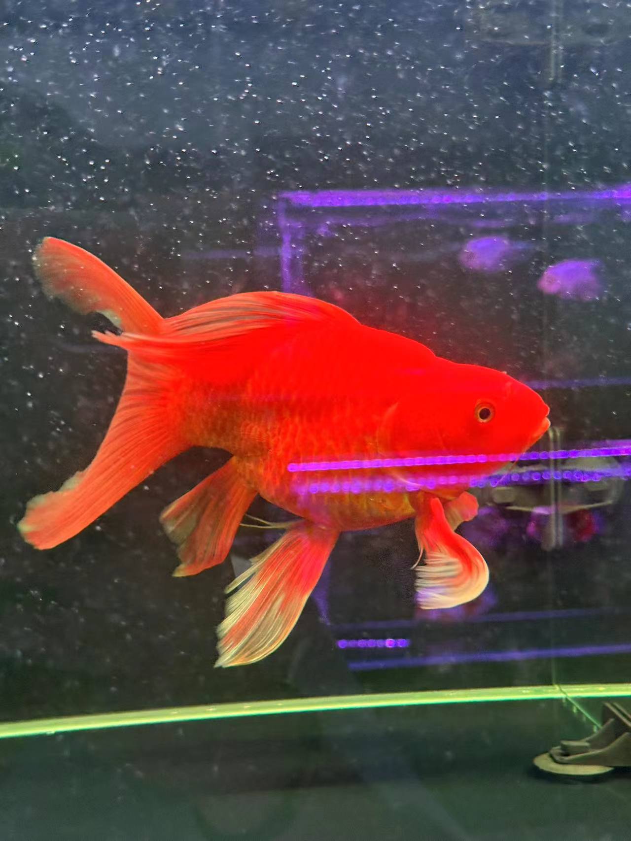 纯种红蝴蝶鲤短身球体冷水观赏鱼鱼苗活体好养耐活