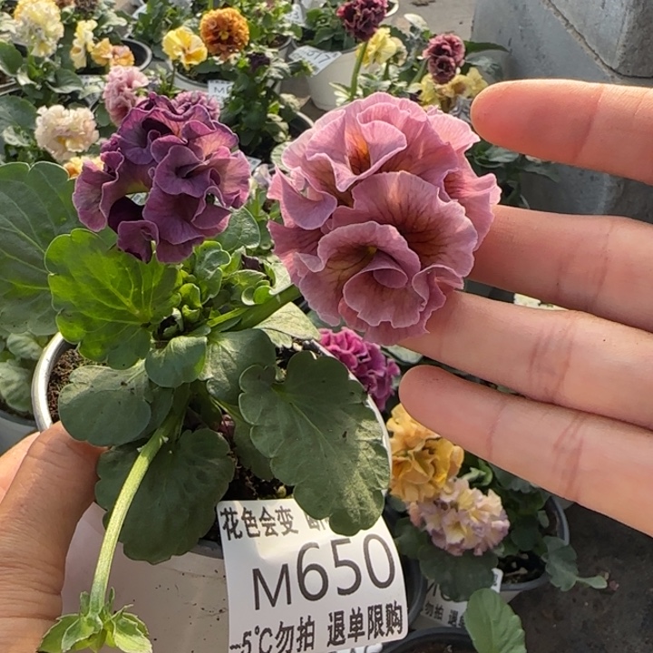 无花朵M650小苗默认苗晃零下5勿拍