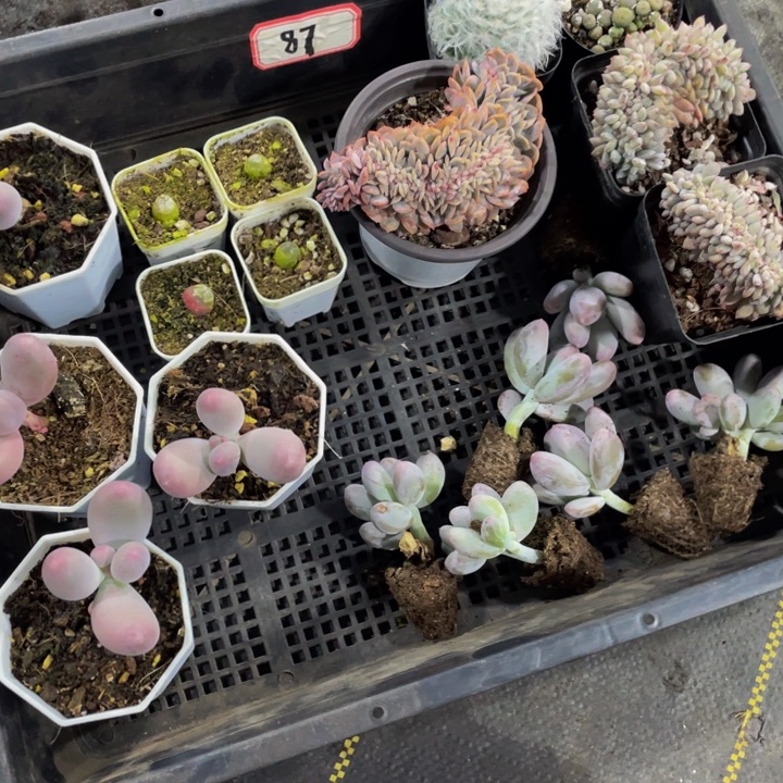 格***格87号筐带盆土发货