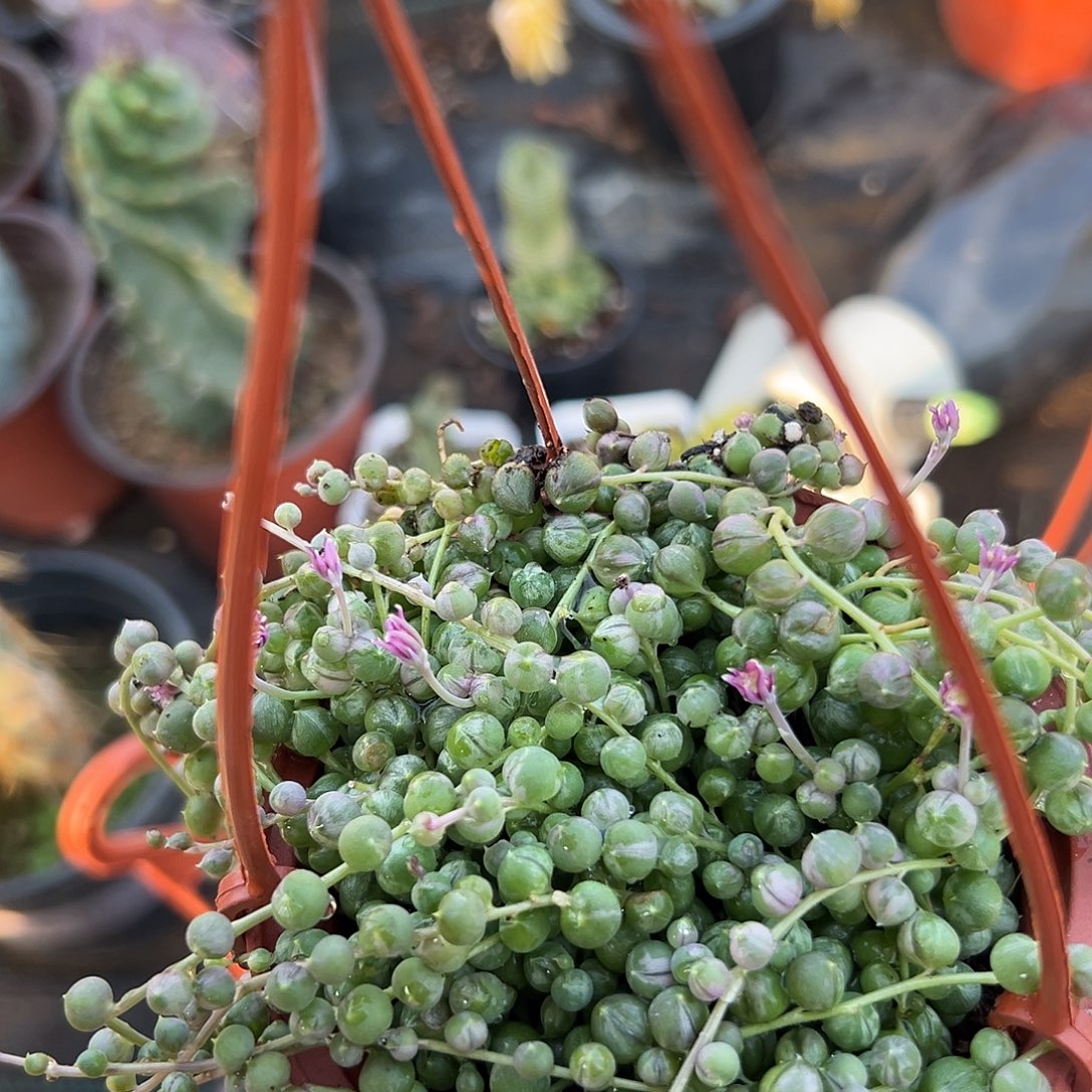 杜呃呃呃呃呃呃呃呃呃