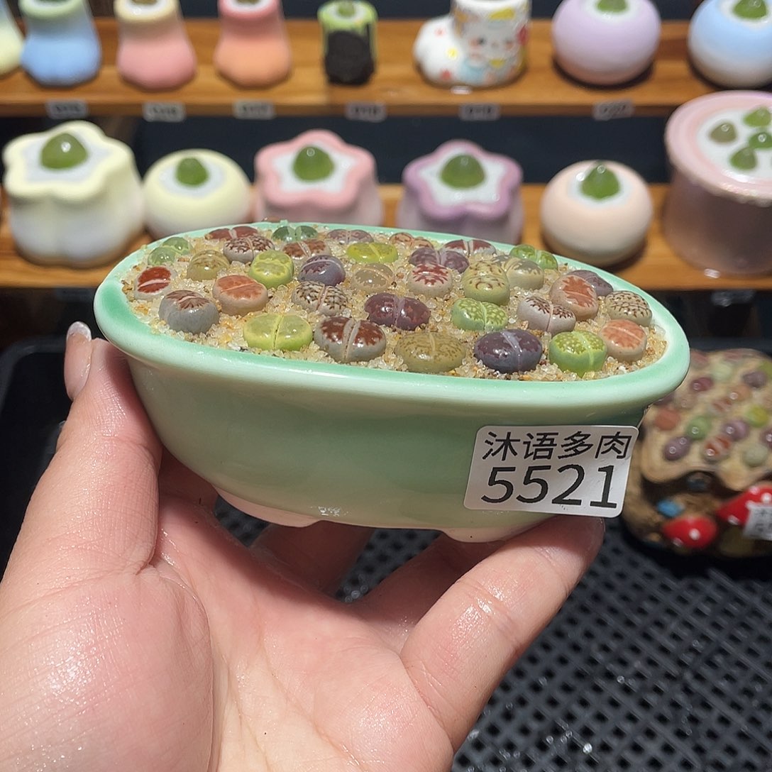 带盆土植物 一物一拍5521