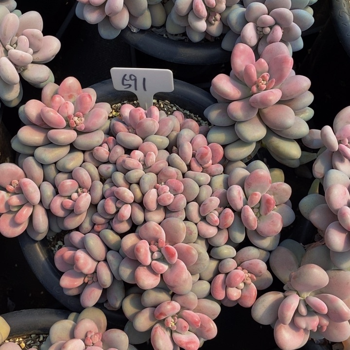 591桃蛋肉肉肉肉肉