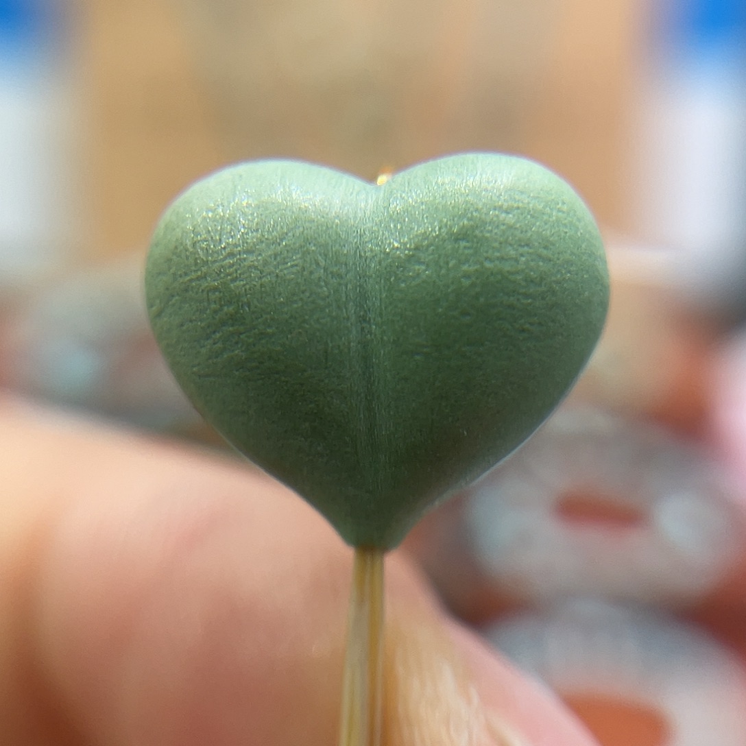 K***y绿松石未镶嵌珠宝奇石