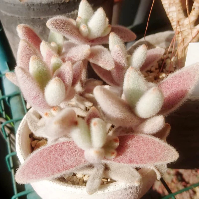 福兔耳毛茸茸多肉植物室内盆栽带盆发货防辐射绿植