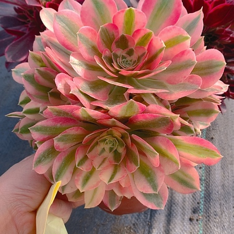 666粉女巫多肉植物