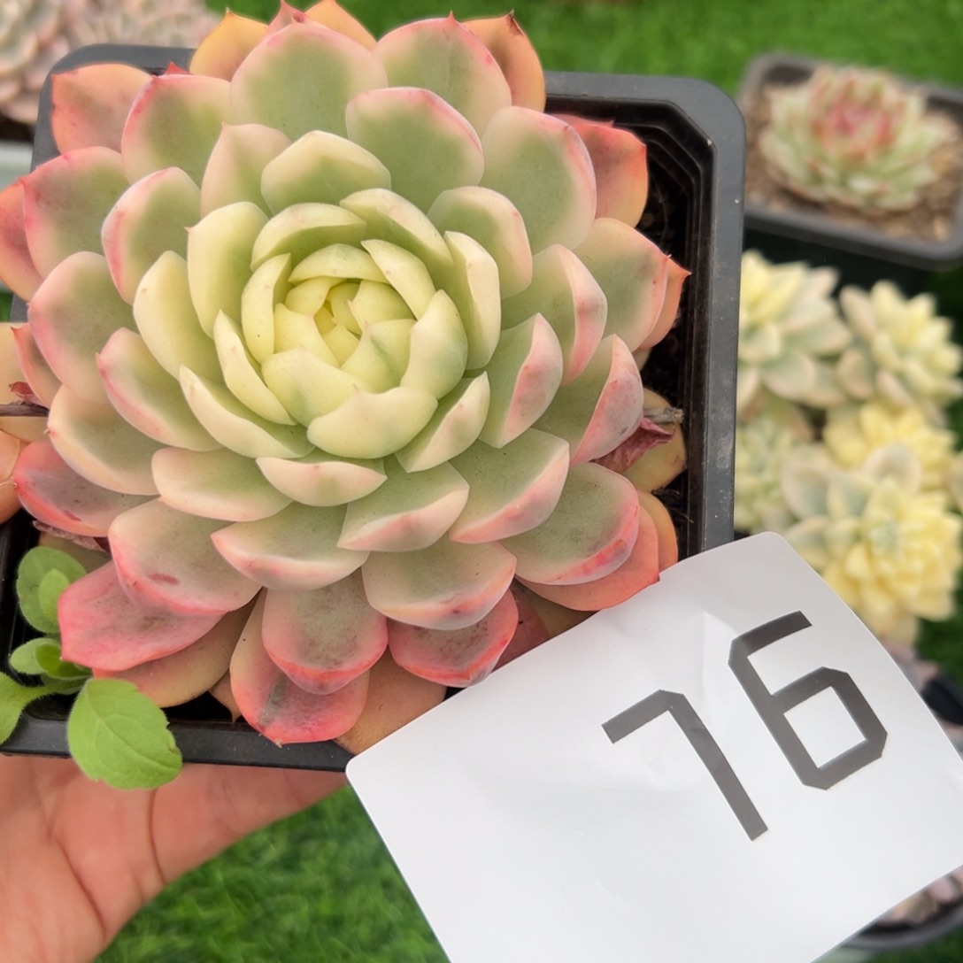 76、断断续续发吃吃吃