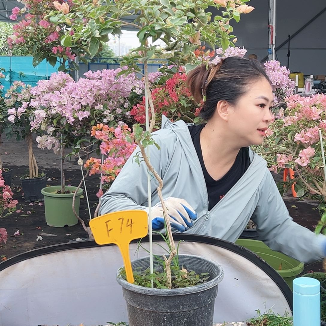 大部分花苞少量开放F74少女心