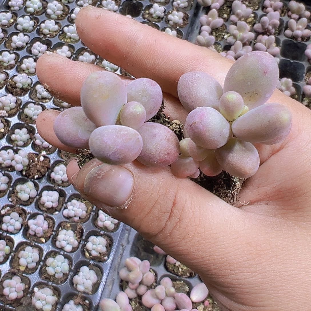 糖果美人3个19包邮