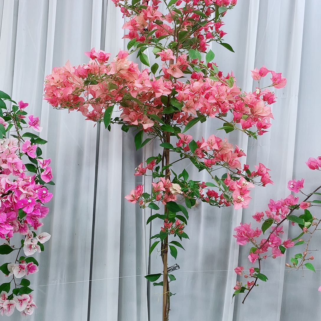 完全开放卡亚塔的