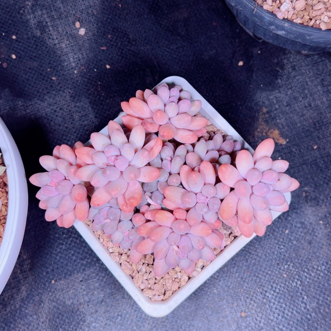 汤圆自然群多肉植