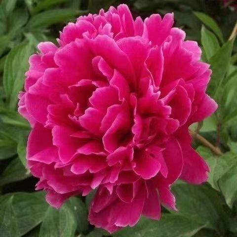 芍药种子四季开花易活室内外花卉盆栽庭院赛牡丹重瓣芍药花种籽子