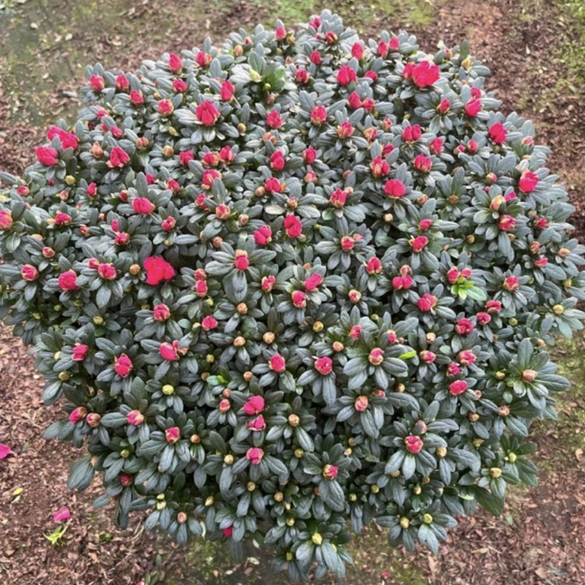 [老桩杜鹃花]满树花苞开花机器耐寒耐热红宝石杜鹃花杨梅红杜鹃