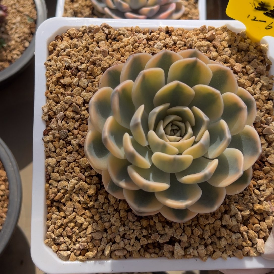 1261111111111111111111