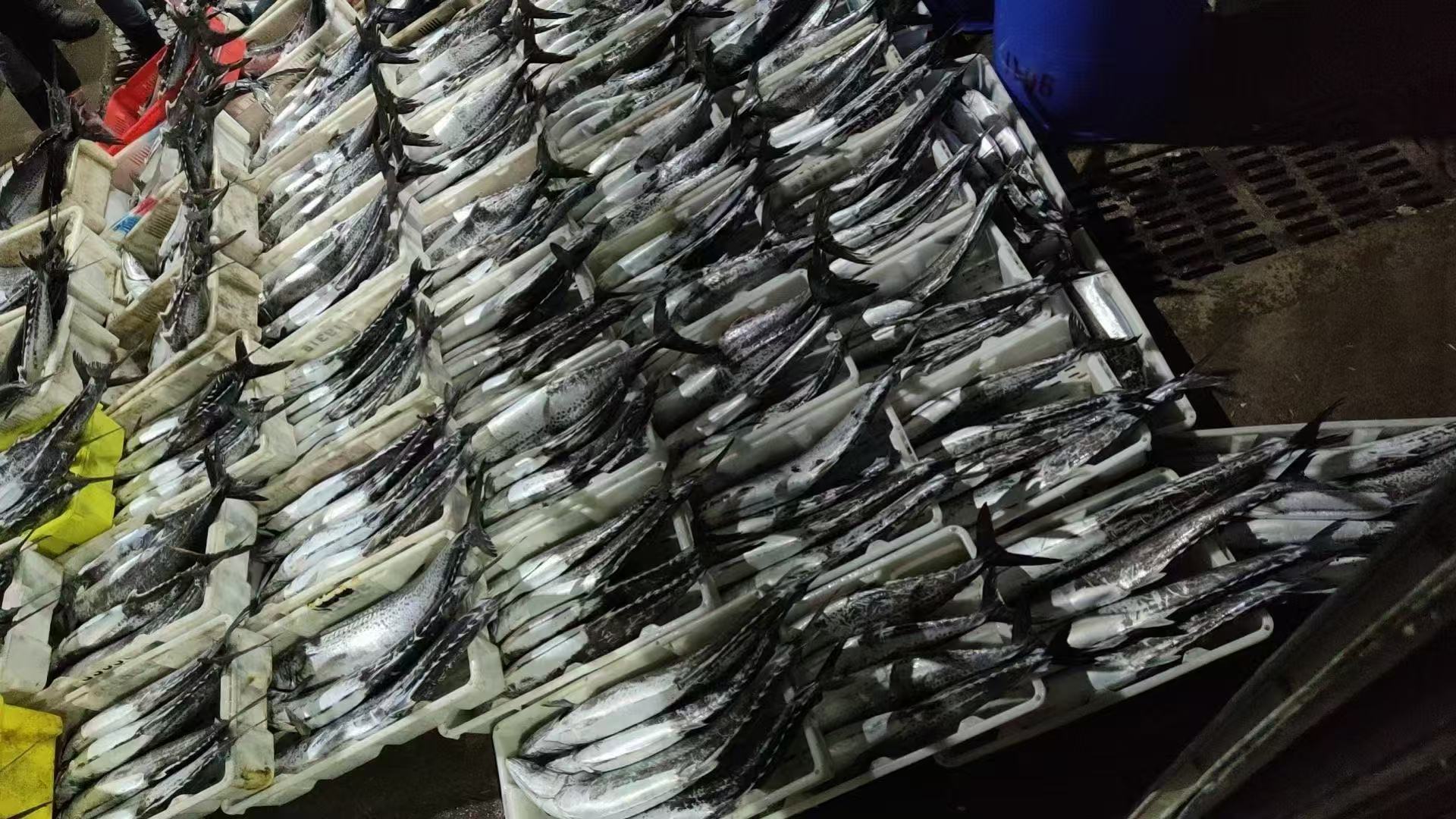 青岛特产大鲅鱼整条整箱马鲛鱼新鲜冷冻燕鲅送礼首选