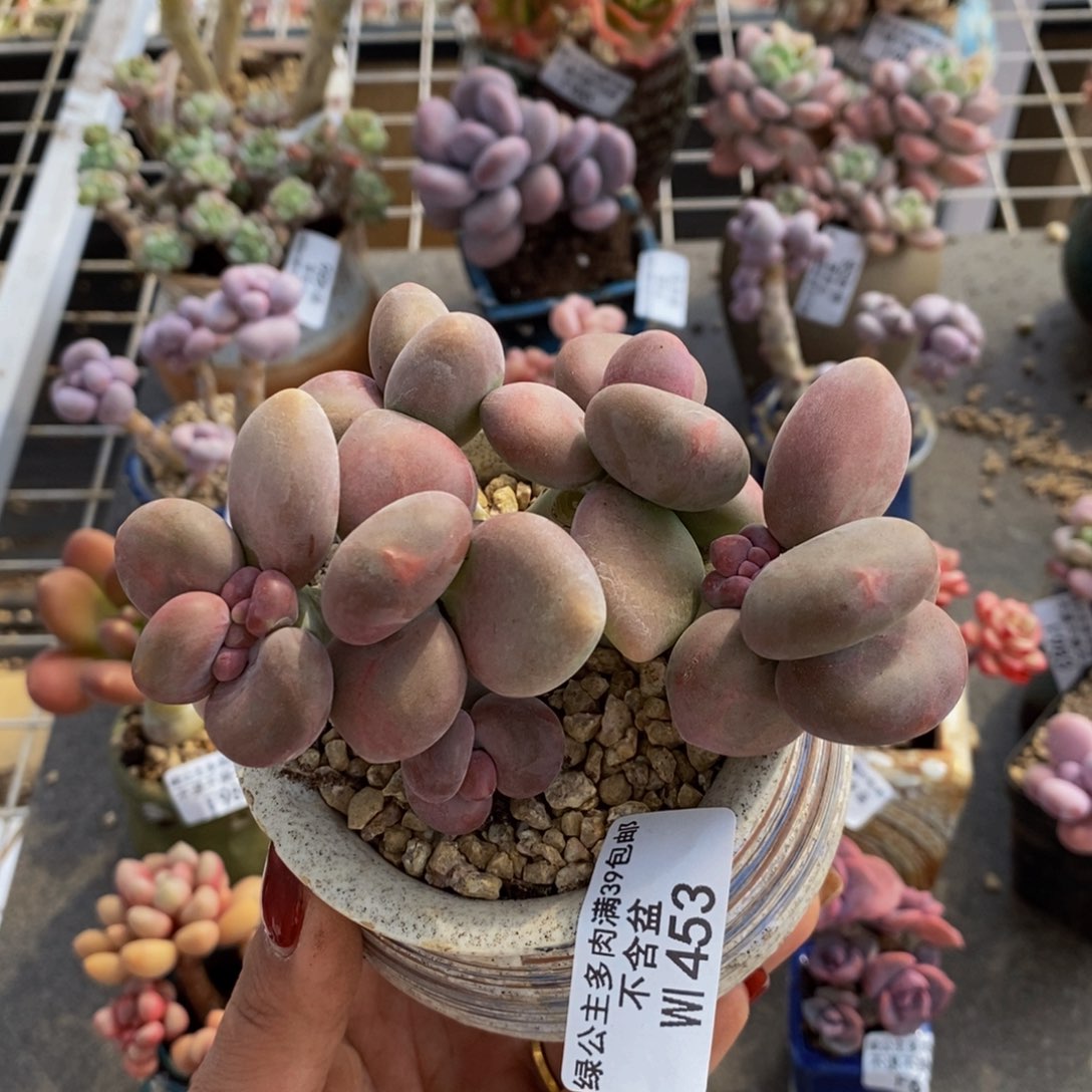 芒果奶酪453/9c m