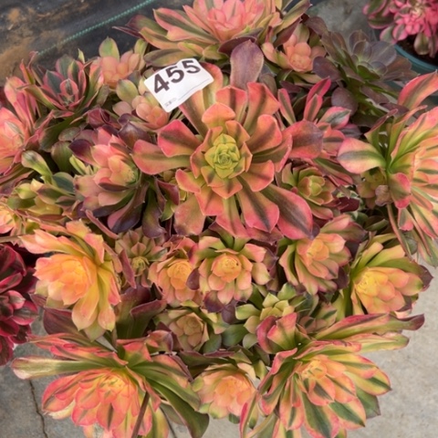 455雅典娜35厘米左右