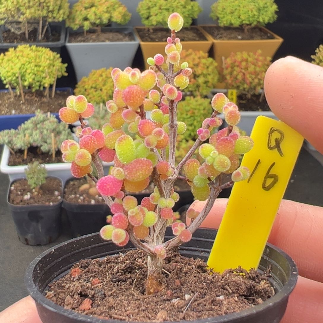 精控金桔dai pen dai tu fa huo