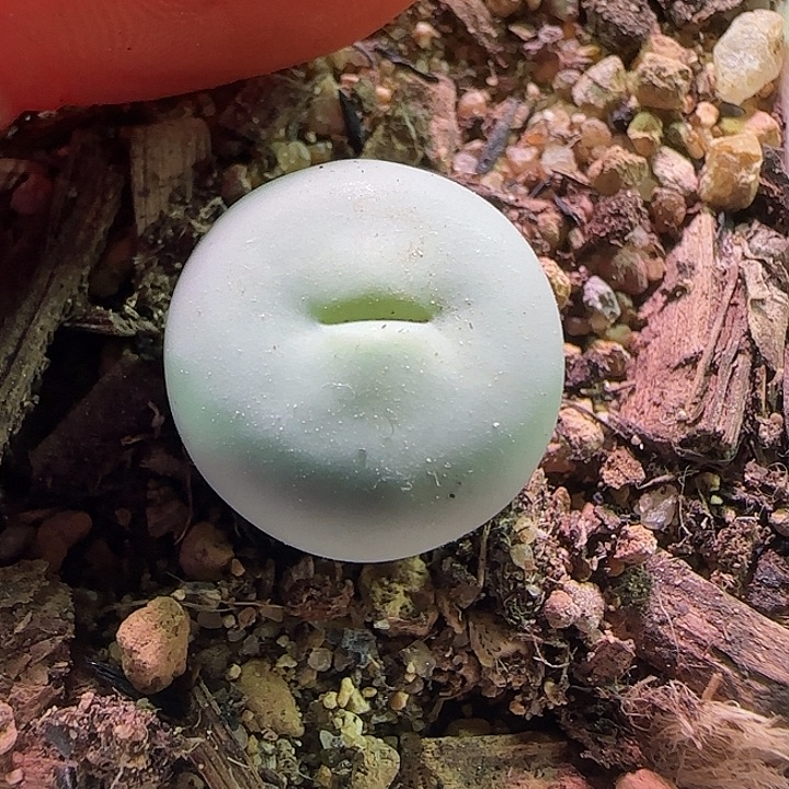 951。              嘴