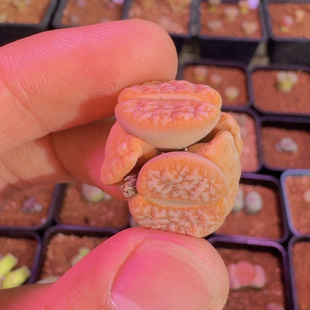 云缦新年特惠4.52双头拿铁多肉