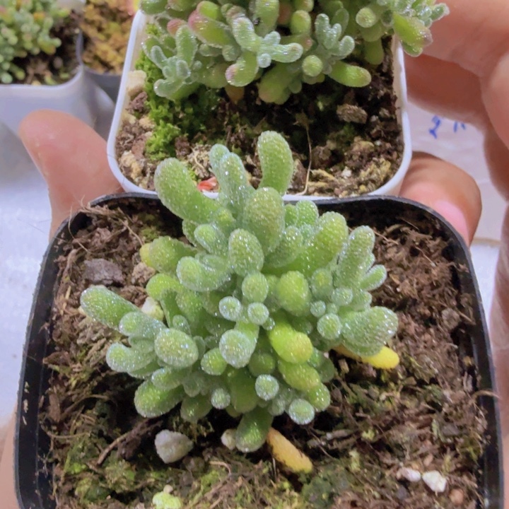 紫水晶冰晶两盆一组