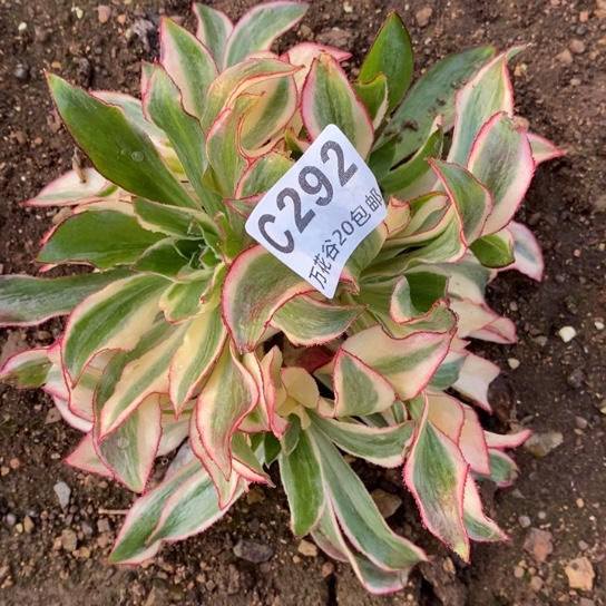 292魅影绣球多肉植物