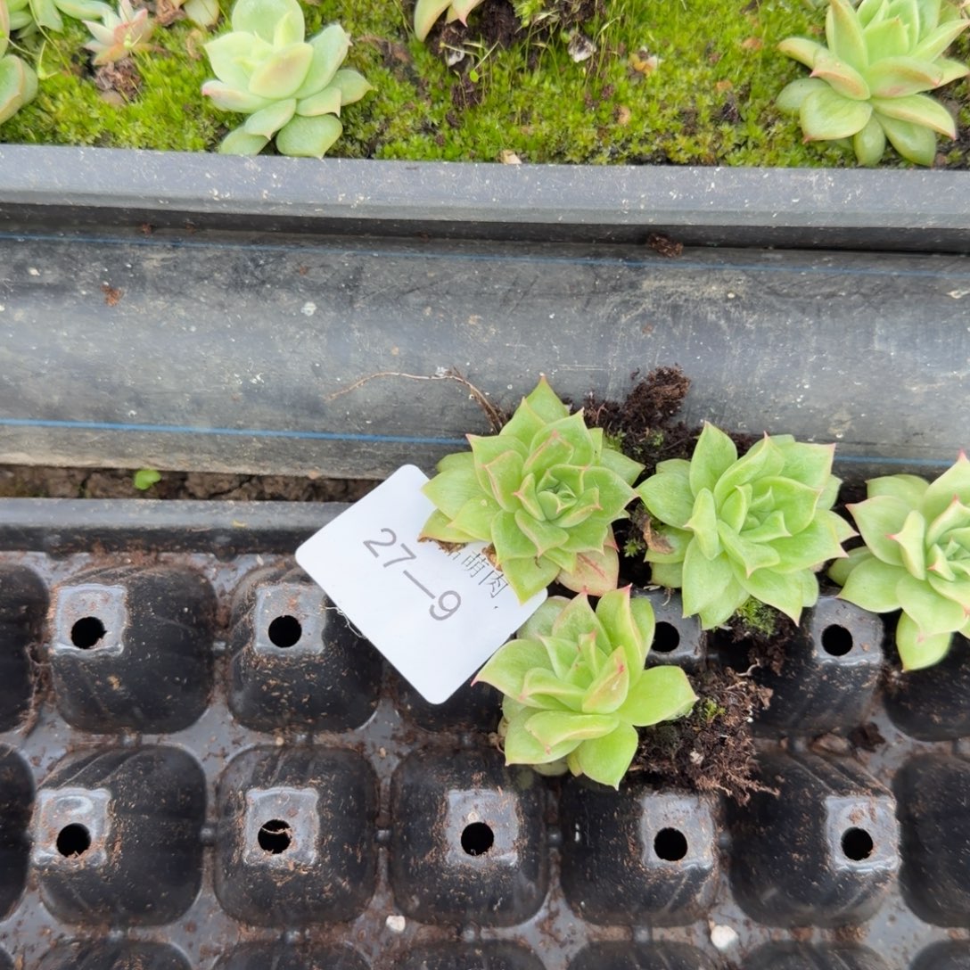 27-9月影凸起杂交苗子一颗量拍