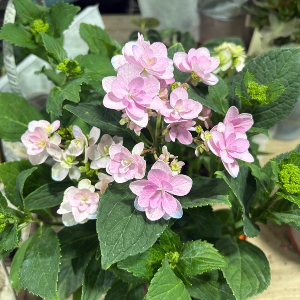 佳澄绣球苗120规格到手一盆