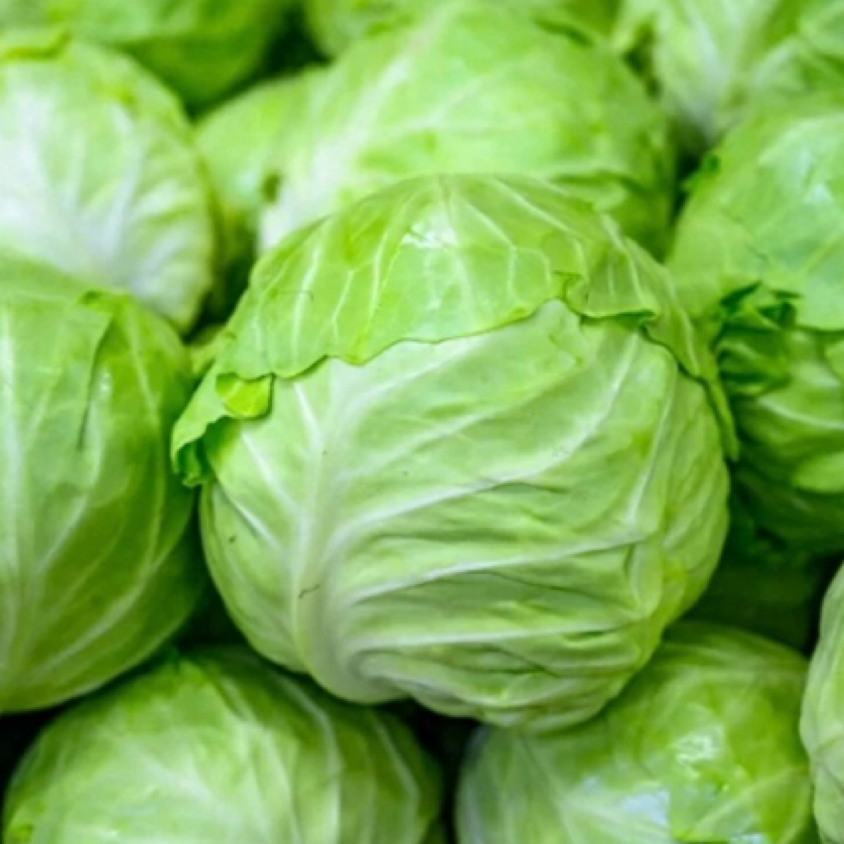 山西黄土高坡绿甘蓝 新鲜现摘